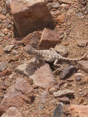 Liolaemus audituvelatus