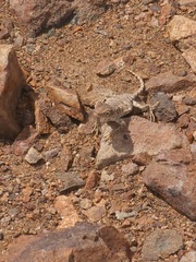 Liolaemus audituvelatus