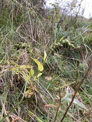 Epipactis helleborine