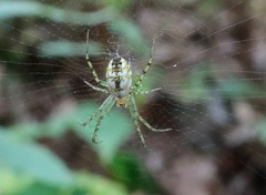 Mangora
