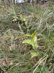 Epipactis helleborine