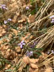 Plumbago europaea