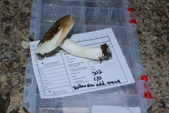 Russula pectinatoides