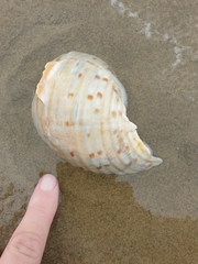 Tonna tankervillii