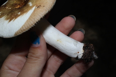 Russula pectinatoides