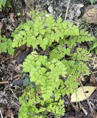Adiantum amplum