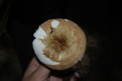 Russula pectinatoides