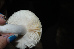 Russula pectinatoides