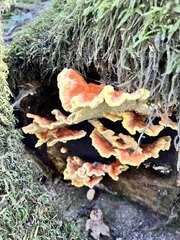 Laetiporus conifericola