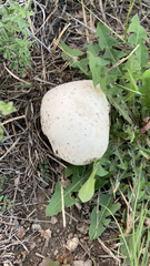 Lycoperdaceae