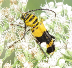Megacyllene decora