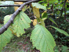 Corylus cornuta