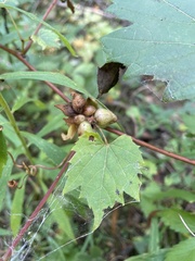 Ampelomyia vitiscoryloides