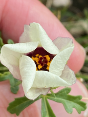 Hibiscus trionum