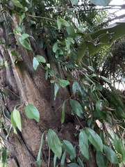 Hydrangea viburnoides