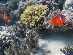 Amphiprion barberi