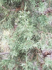 Juniperus osteosperma