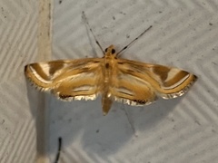 Eoophyla gibbosalis