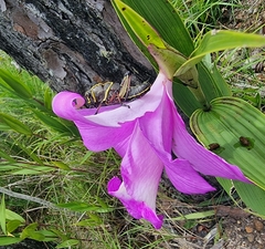 Sobralia macrantha