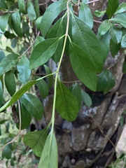 Hydrangea viburnoides