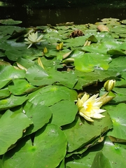 Nymphaea mexicana