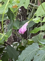 Ipomoea sagittata