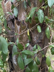 Hydrangea viburnoides