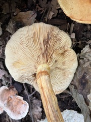 Gymnopilus subspectabilis
