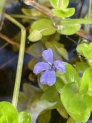 Bacopa caroliniana