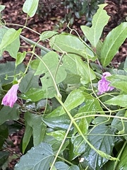 Ipomoea sagittata