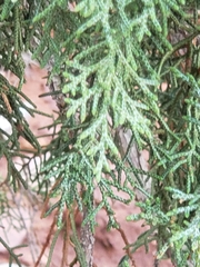 Juniperus osteosperma