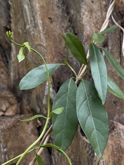 Hydrangea viburnoides