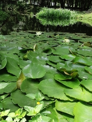 Nymphaea mexicana