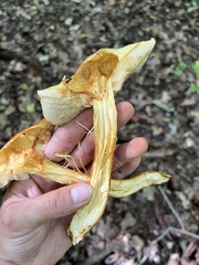 Gymnopilus subspectabilis