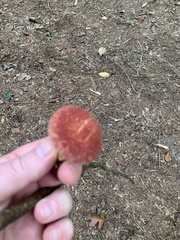 Suillus spraguei