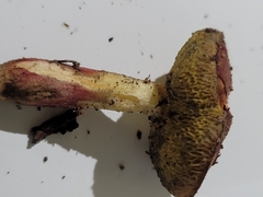 Xerocomellus chrysenteron