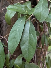Hydrangea viburnoides