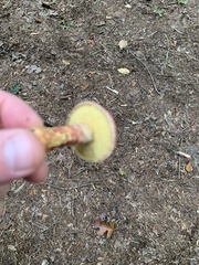 Suillus spraguei