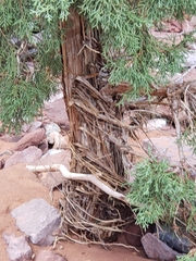 Juniperus osteosperma
