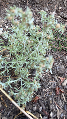 Gnaphalium uliginosum