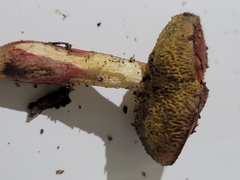 Xerocomellus chrysenteron