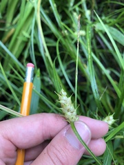 Carex tuckermanii