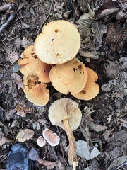 Gymnopilus subspectabilis