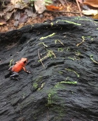 Oophaga pumilio