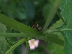 Eysarcoris guttigerus