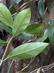 Hydrangea viburnoides
