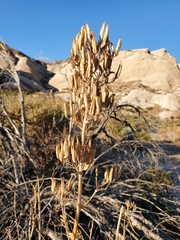 Ehrendorferia chrysantha