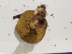 Xerocomellus chrysenteron