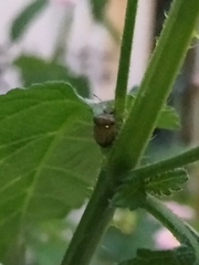 Eysarcoris guttigerus