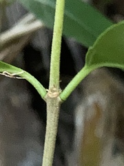 Hydrangea viburnoides